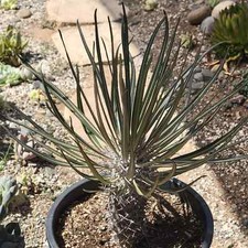 Pachypodium gaeyi 'Madagascar Palm'
