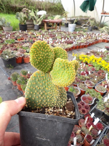 Opuntia microdaysis undulata