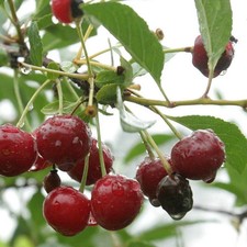 Prunus Carmine Jewel -
