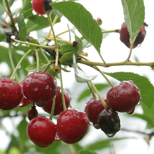 Prunus carmine jewel - prunus,