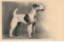 CPA FOX TERRIER
