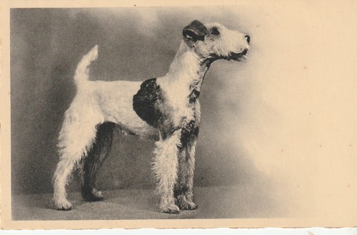 Cpa fox terrier - cpa,