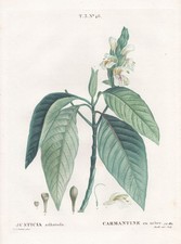 Malabar Rainure Indien Pulmonaire Botanique Farbstich Engraving Redoute 1805