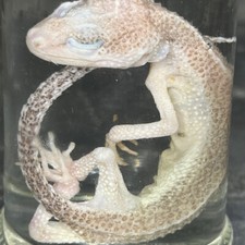 Spécimen humide de reptile