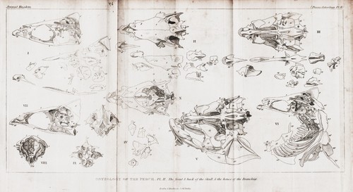 Perche barsche poisson - perche,
