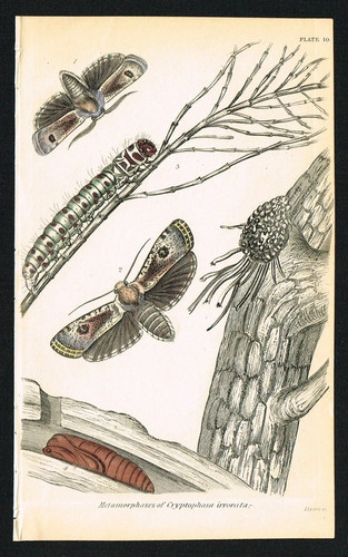 Moth life cycle 1840 antique - moth,