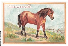 CAR-ADOP11-0891-CHROMOS - shetland pony