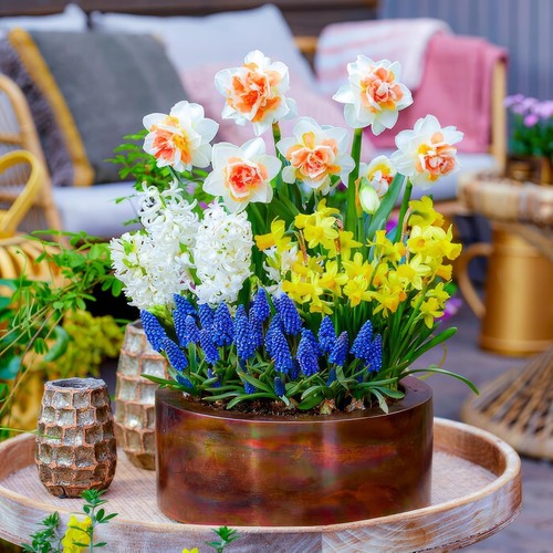 Bulbes printemps pots - pots,