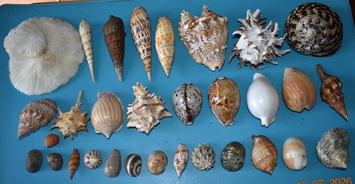 Coquillages collection de - ,