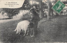 CP EN PERIGORD RESEARCHERS TRUFFLES EN STOP - PIG - 121579