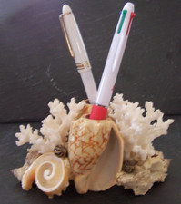 COQUILLAGES CORAUX Véritables