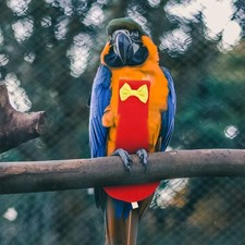  Perroquet Vetement Accessoires Oiseaux Couche De Perruche D'oiseau