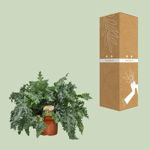 Plante phlebodium davana - plante,