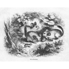 Chinchillas - Antique Print 1856