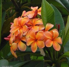 3 graines FRANGIPANIER