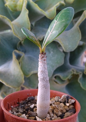 Adenium dhofarense pachypodium - dhofarense,