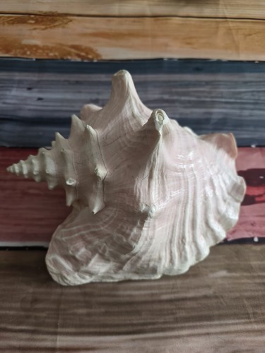 Grand coquillage lambi