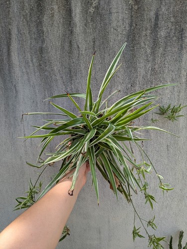 Plante intérieur - plante, d’intérieur