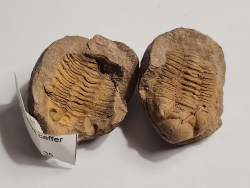Trilobite metacrypheus - trilobite:,