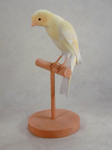 Scotch fancy canary - fancy,
