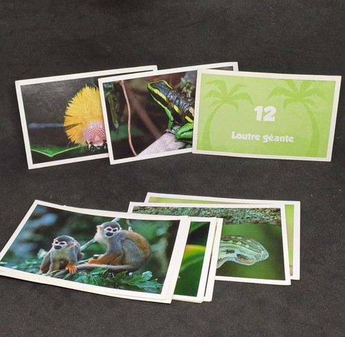Stickers jungle mania les - jungle,