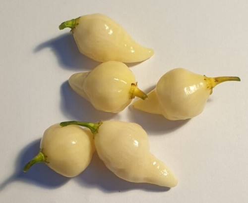 Graines piment blanc - 20,