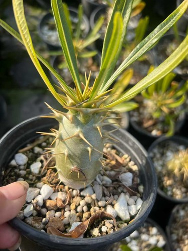 Raresucculent cactus - raresucculent,