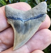 GEM Lee Creek Chubutensis Shark Tooth Fossil Not Megalodon