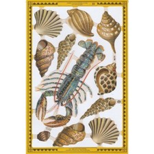 Chromo Le Suh Homard