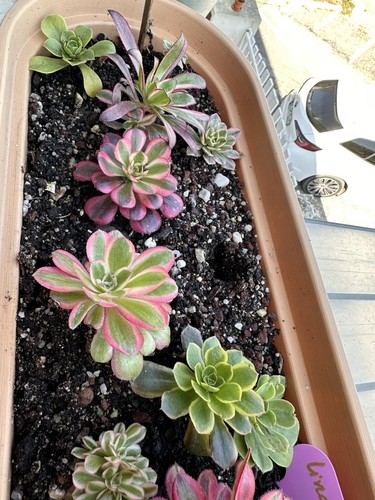 Aeonium pink witch - ,