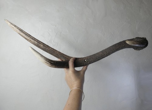 Bois cerf - bois, de
