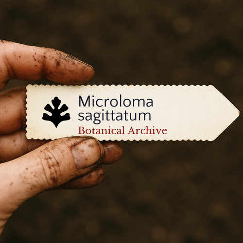 Microloma sagittatum seeds - seeds,