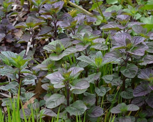 Menthe aquatique plante - aquatique, bassin
