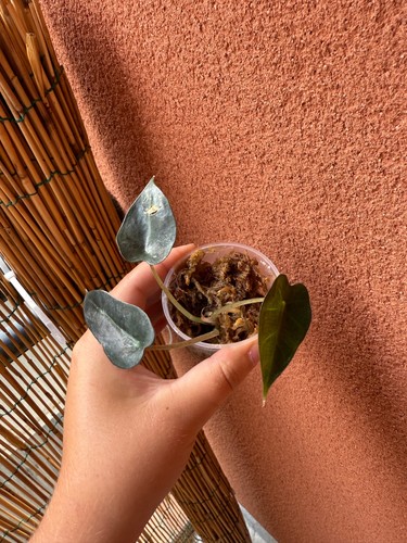Alocasia polly bby - alocasia,