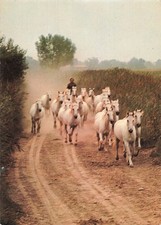13 MANADE A CHEVAUX