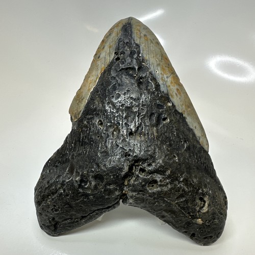 Megalodon shark tooth - megalodon,