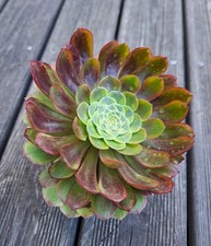 Aeonium Fiesta   easy