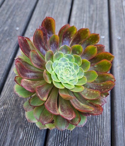 Aeonium fiesta easy - fiesta,