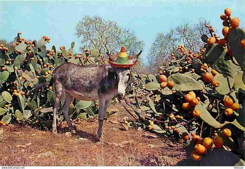 Carte postale animaux anes - animaux,