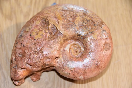 Ammonite alocolytoceras - ammonite,