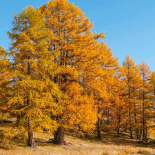 Live Japanese Larch Tree 20-24" Tall – Potted Bonsai or Landscape Plant