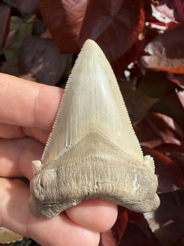 Collector grade angustidens - collector,