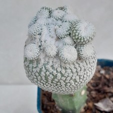 RARE Epithelantha Micromeris