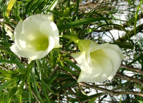 Thevetia peruviana alba - peruviana,