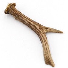 Bois de Cerf LONGUEUR 17 CM