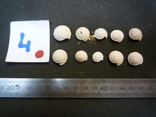 104.03 L - SOLARIUM PATULUM - LOT N°04 DE 10 - FOSSILE DU BASSIN PARISIEN