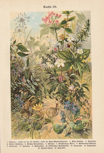 Fleurs sauvages violettes - fleurs,