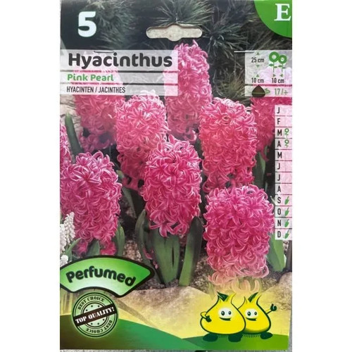 Bulbes jacinthes pink - de,