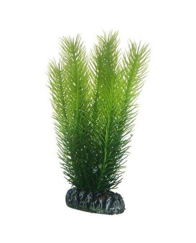 Hobby mayaca plante - hobby,
