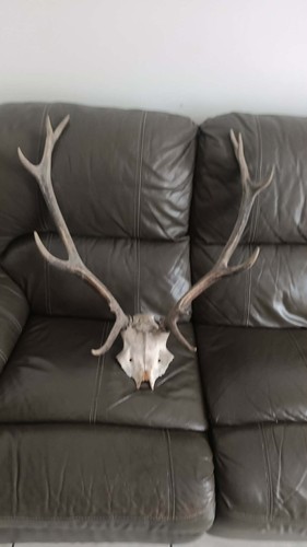 Bois cerf cors - de,
